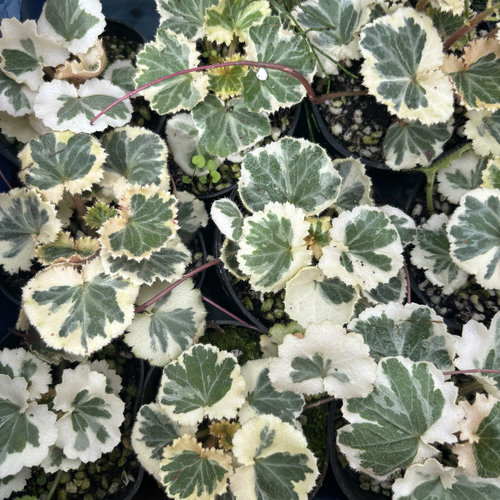 御所车虎耳草七变化垂吊微景观阳台桌面雨林缸室内外观叶绿植盆栽