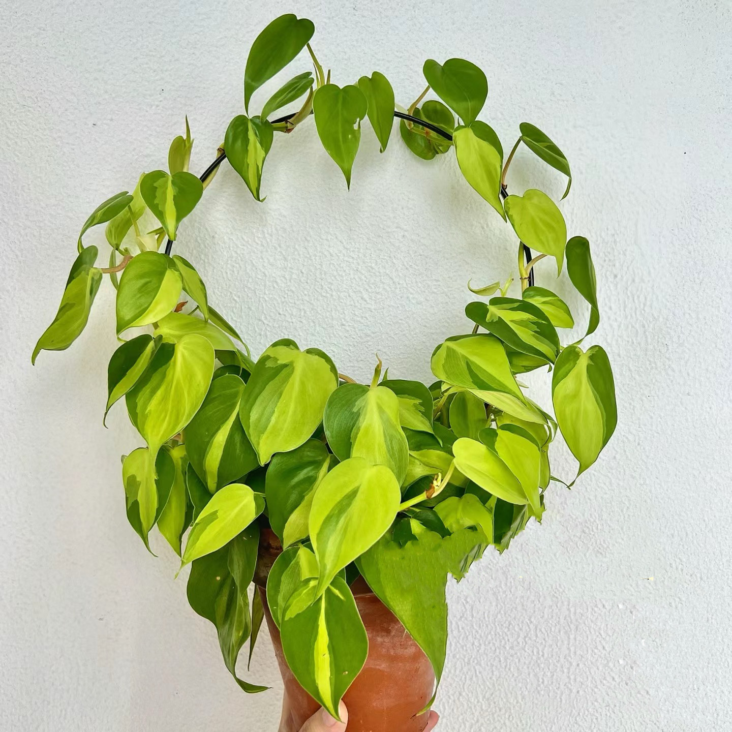 心叶蔓绿绒锦花叶杏叶藤锦化植物盆栽绿植室内桌面垂吊挂四季常绿图片