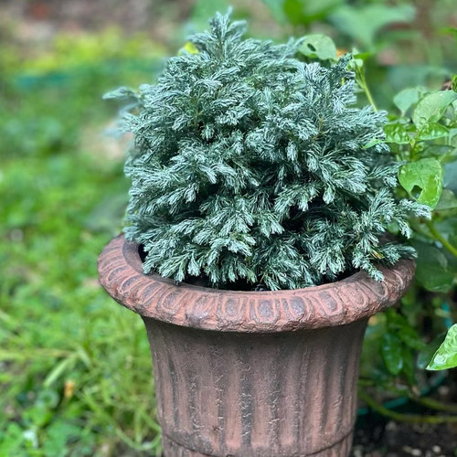 蓝色波尔瓦蓝湖柏雾凇四季常青针叶耐寒花园易养绿植植盆栽室内外