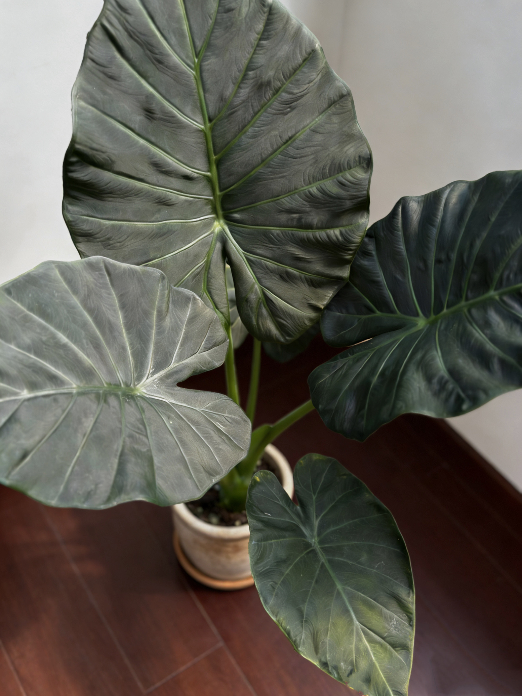 帝王盾海芋网红ins风观叶植物室内耐阴绿植荷兰进口观叶海芋盆栽