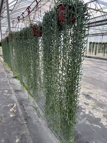 惊浪吊兰羊角吊兰香蕉吊兰垂吊稀有品种灰蓝色耐旱耐寒绿植物盆栽