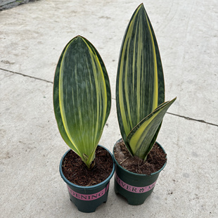 宝镜虎皮兰盆栽绿植室内桌面阳台净化空气吸甲醛趣味植物耐干耐热