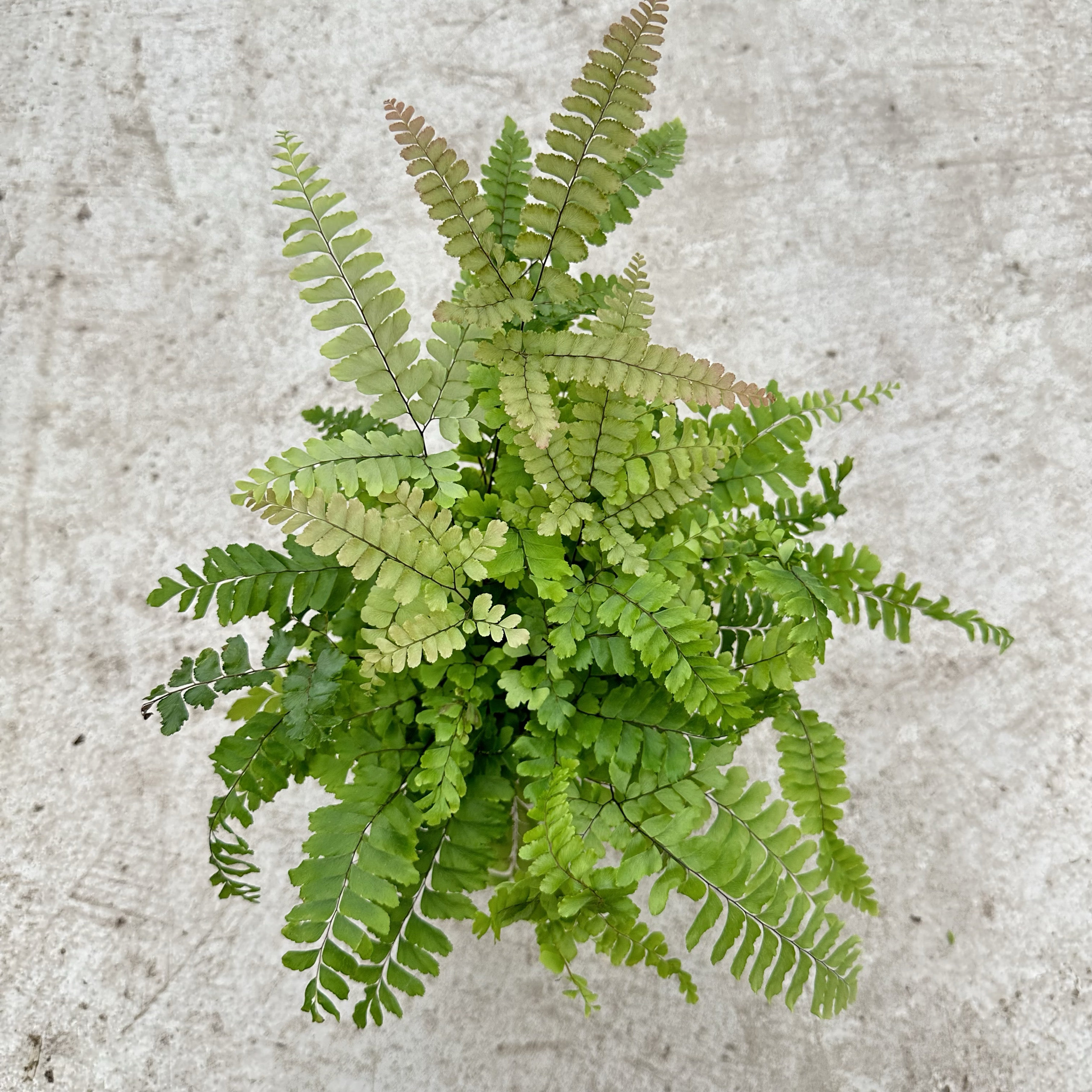 铜鼓铁线蕨铜骨铁线小盆栽室内好养耐阴绿植净化空气观叶四季常青