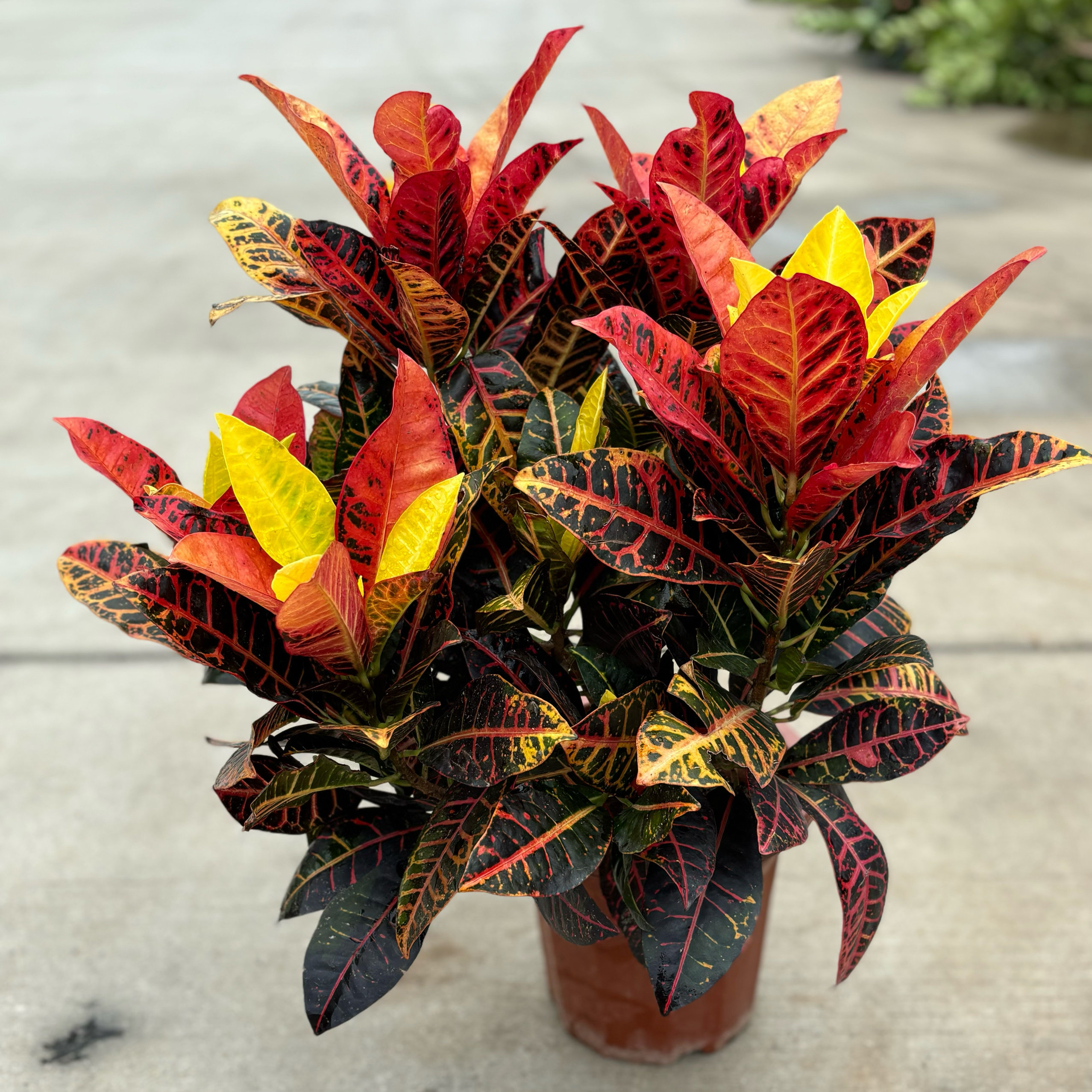 彩叶植物变色木盆栽室内阳台客厅好养花卉观叶绿植净化空气吸甲醛