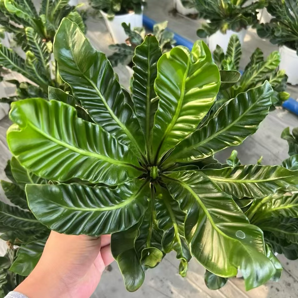 眼镜王蛇鸟巢蕨皱叶奇趣盆栽高级简约风室内观叶绿植盆栽耐阴蕨类