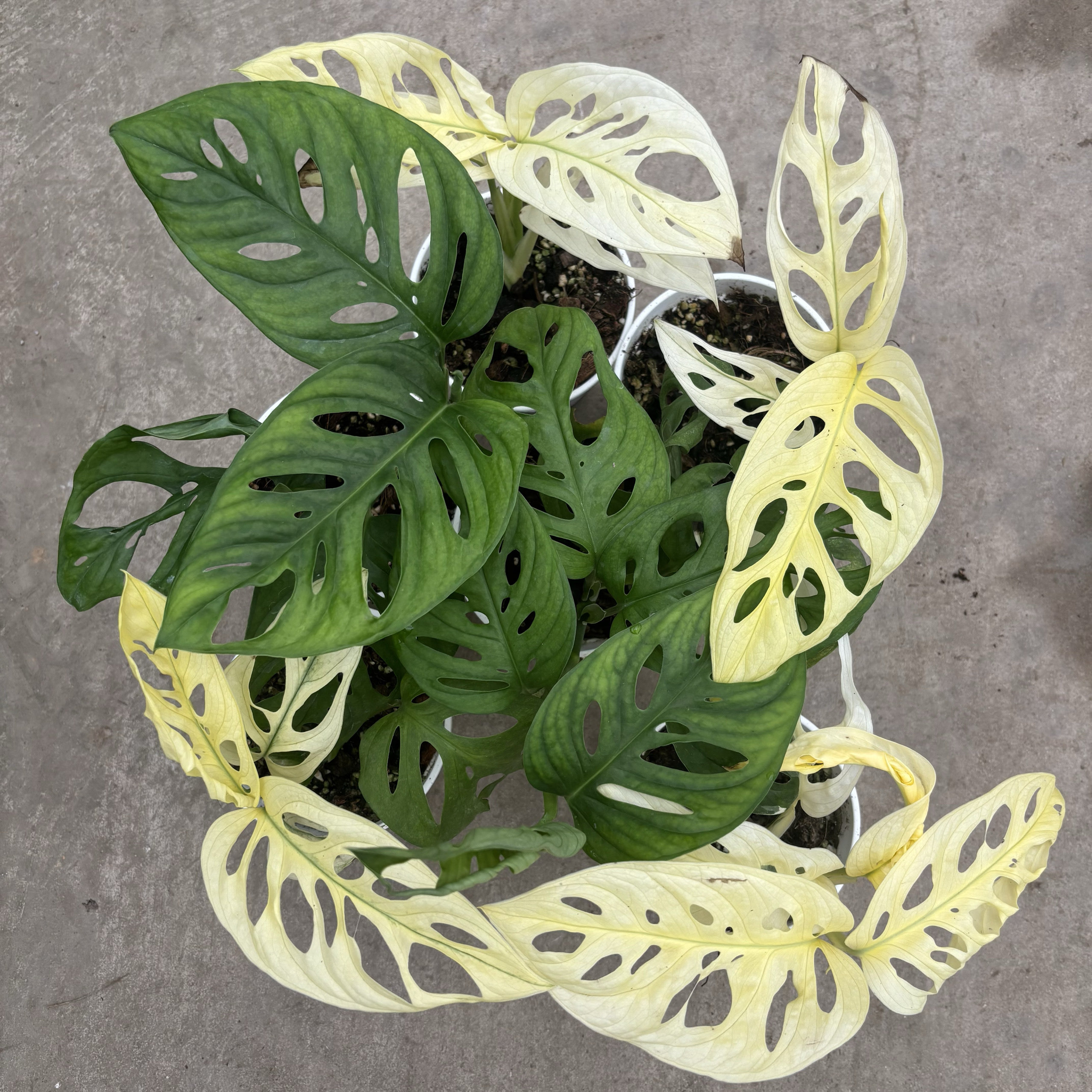 小巨洞龟背竹锦化仙洞锦盆栽垂吊爬藤阳台室内桌面多年生耐阴植物