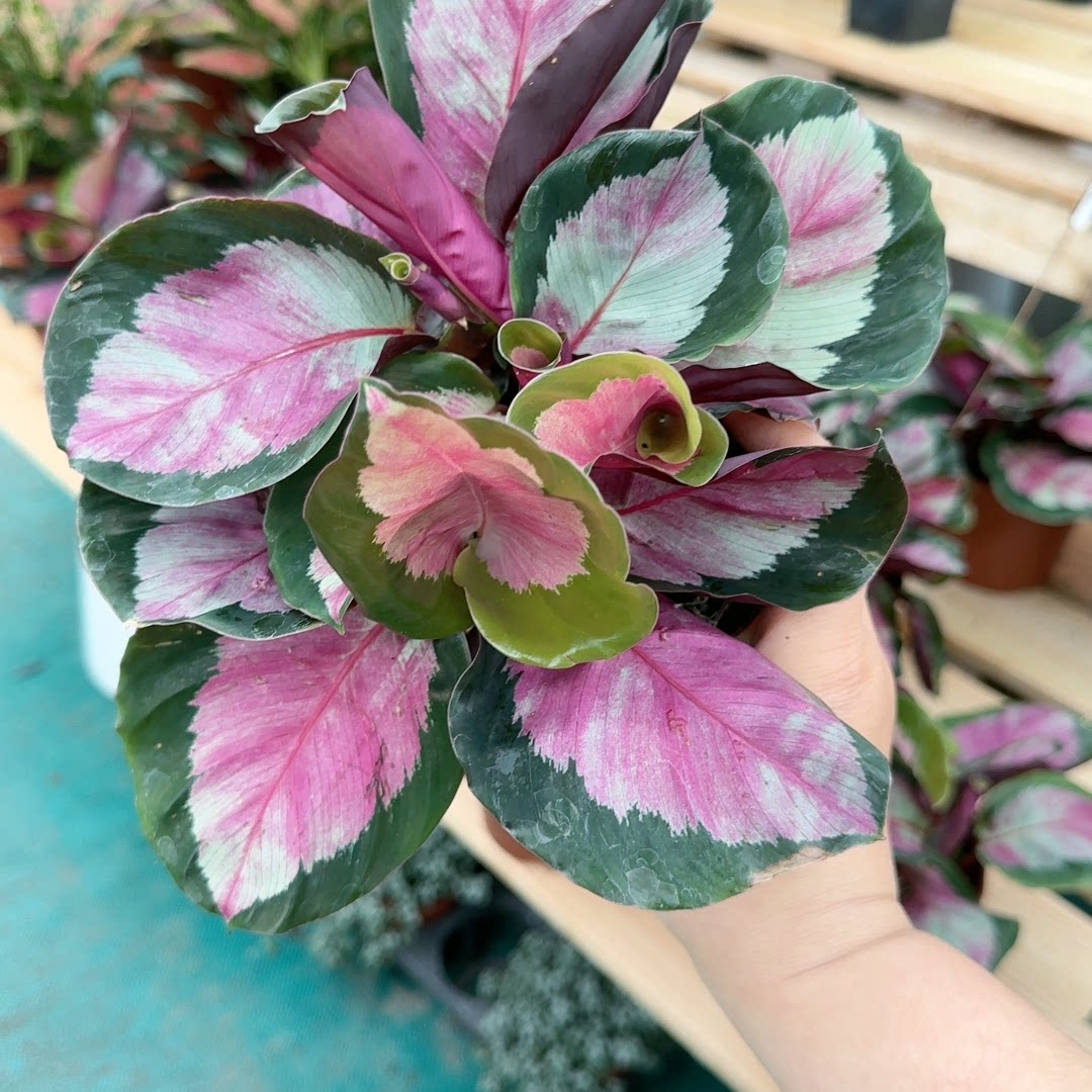 红玫瑰竹芋