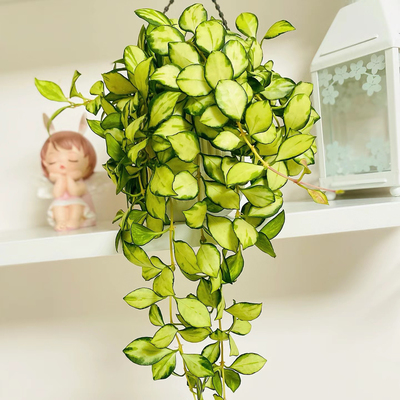 休斯克内尔球兰休内球兰吊兰盆栽室内修内绿植花卉垂吊植物吸甲醛