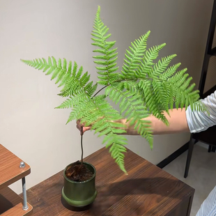 红磷蕨红灵蕨蕨类盆栽室内阳台庭院好养活四季常青耐阴绿植小盆景