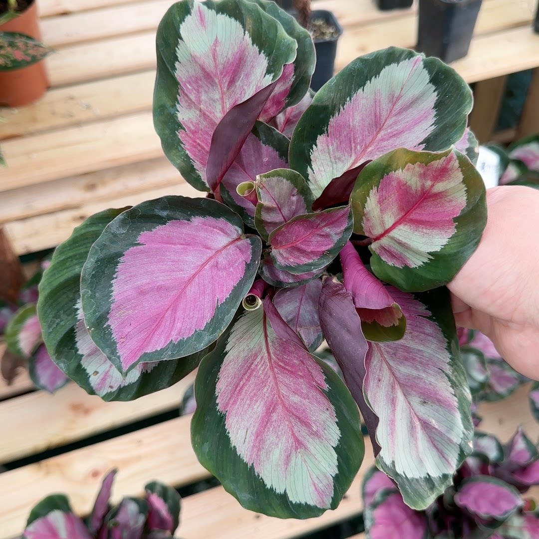 红玫瑰竹芋