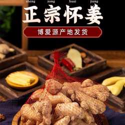 博爱怀姜新鲜嫩姜生姜仔芽现挖小黄姜糖醋姜糖膏上庄姜清化山王庄