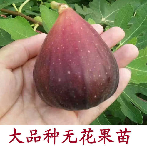 无花果树苗当年结果南北方种植