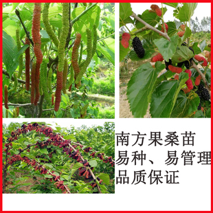 果桑苗嫁接盆栽地栽南方种植新品种金香葚无籽四季长果桑葚果树苗