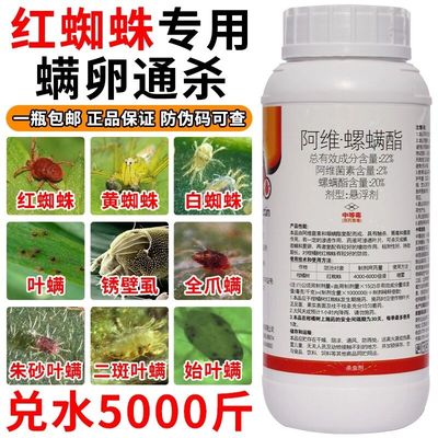 阿维红白蜘蛛专用药高效螺螨酯