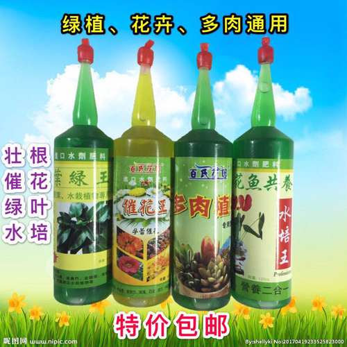 水培植物绿萝发财树观音竹营养液