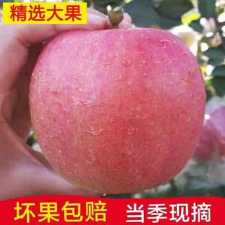 2023正宗徐州大沙河红富士丑苹果冰糖心现摘新鲜当季礼盒十斤包邮