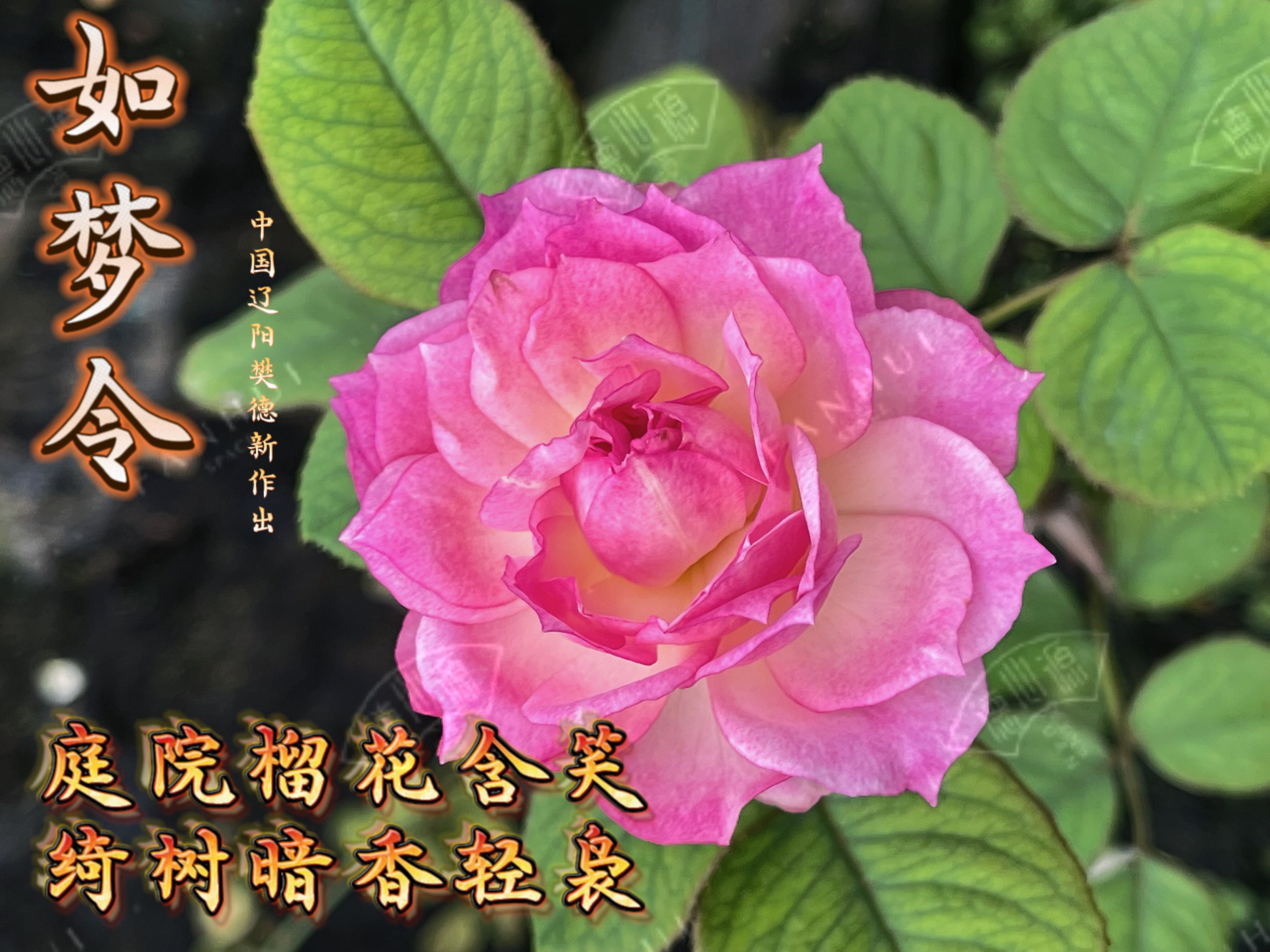 德心源自育月季如梦令 勤花灌木阳台庭院粉色香植物盆栽花苗