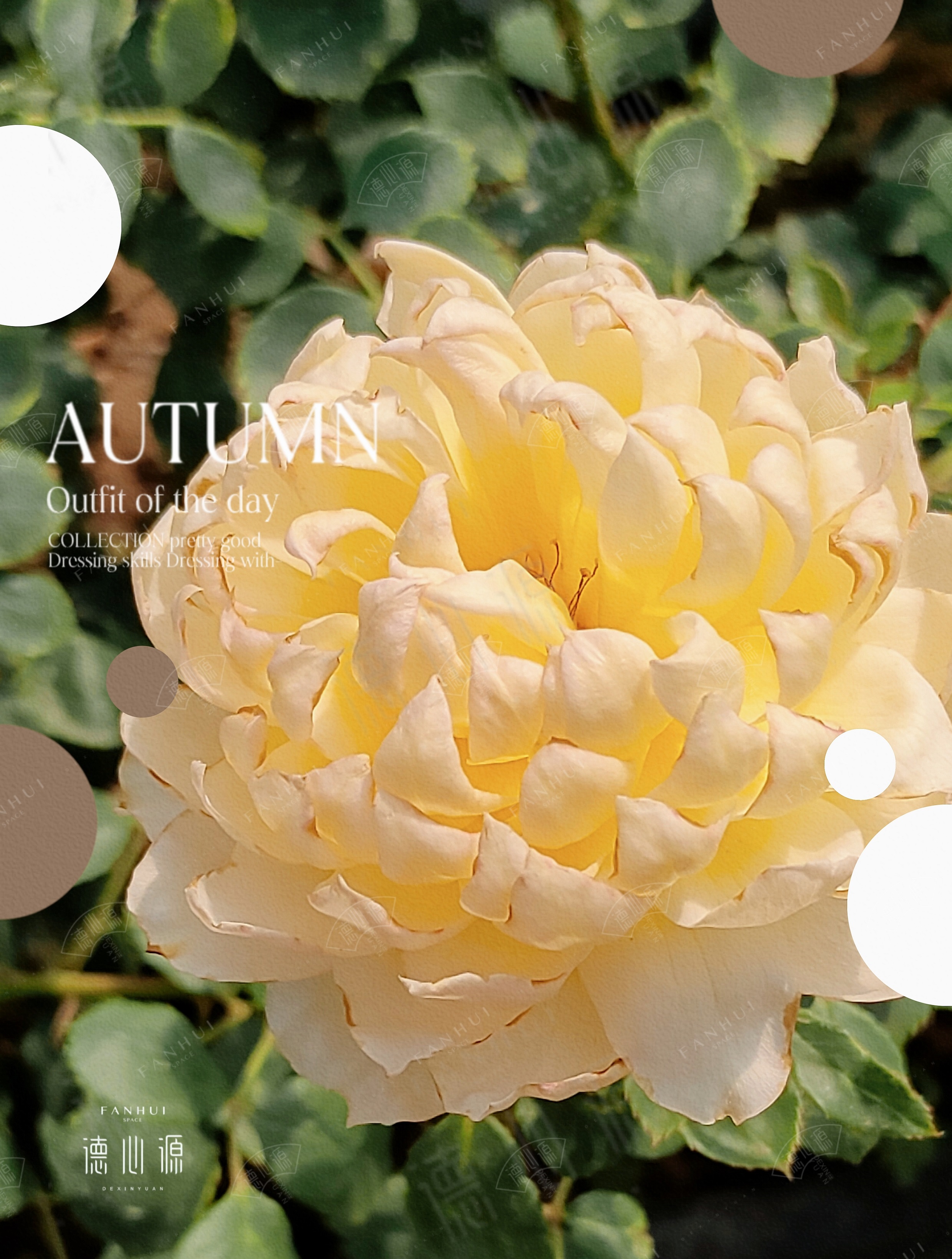 长信宫灯 |德心源自育月季 四季勤花灌木抗病勤花甜桔香盆栽花苗