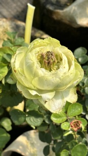 德心源自育新品 后代灌木勤花庭院阳台盆栽植物花苗 绿色朱丽叶