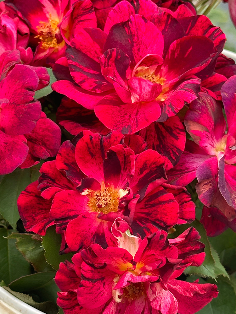 德心源自育月季水墨画 勤花灌木半重瓣条纹庭院阳台盆栽花苗