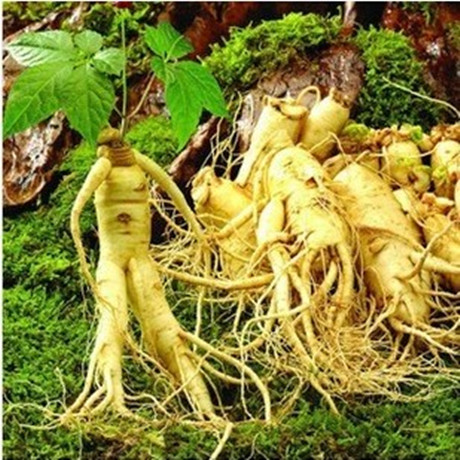阳台花卉盆栽 中草药材 长白山人参种子 花旗参 白参籽 一包10粒在类目 鲜花速递/花卉仿真/绿植园艺, 花卉/蔬果/草坪种子（新）, 家庭园艺种子中 - 来自Buy2taobao.com提供专业的淘宝代购服务