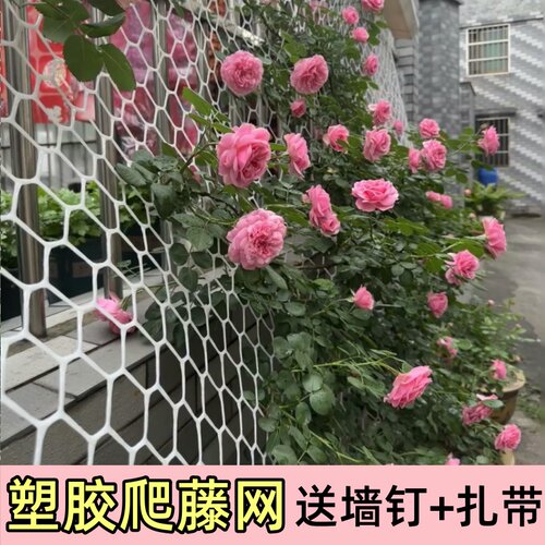 蔷薇月季爬藤用塑胶网植物爬墙