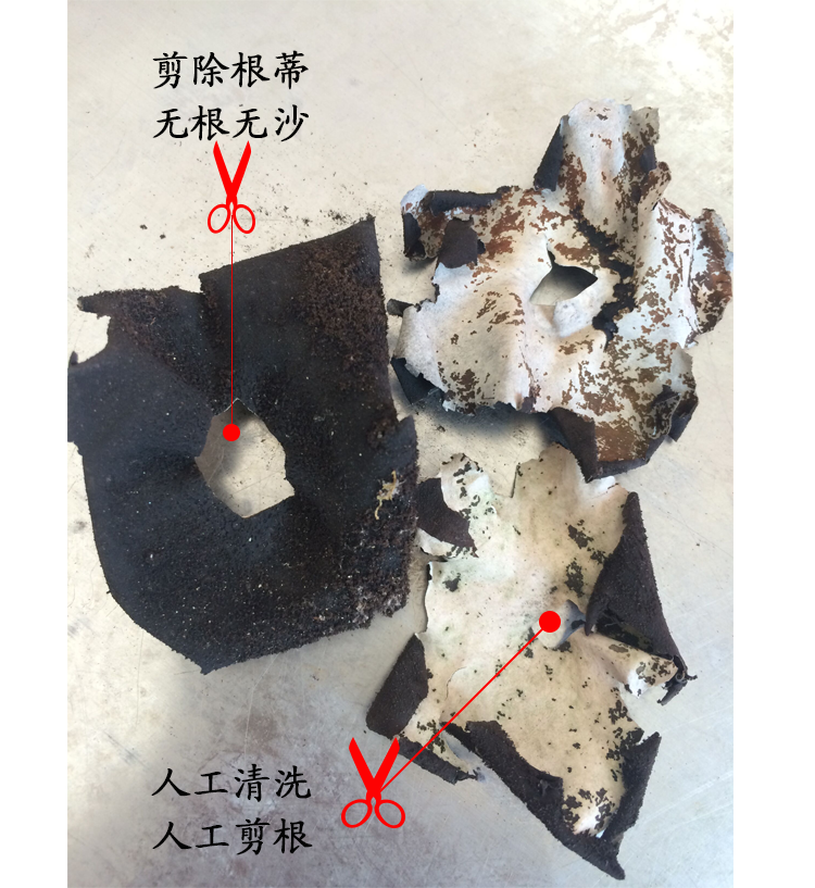 特大无根无沙黄山石耳124g野生石耳岩耳免洗石耳剪根黄山野生石耳