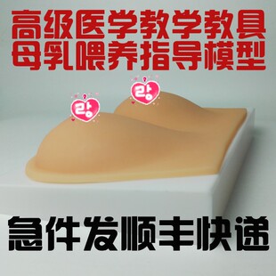 孕妇学校/职业学校 母乳喂养指导全硅胶乳房模型教具 催乳师练习