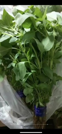 新鲜荆芥 荆芥菜 1斤  京津冀68包邮顺丰