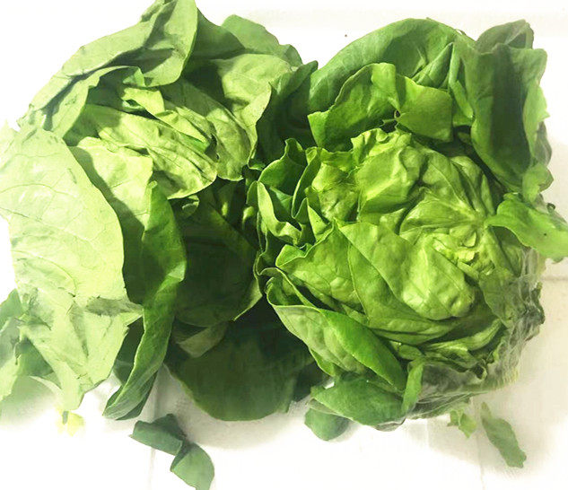 新鲜波士顿生菜  波士顿奶油生菜  500g  京津冀满68包邮顺丰