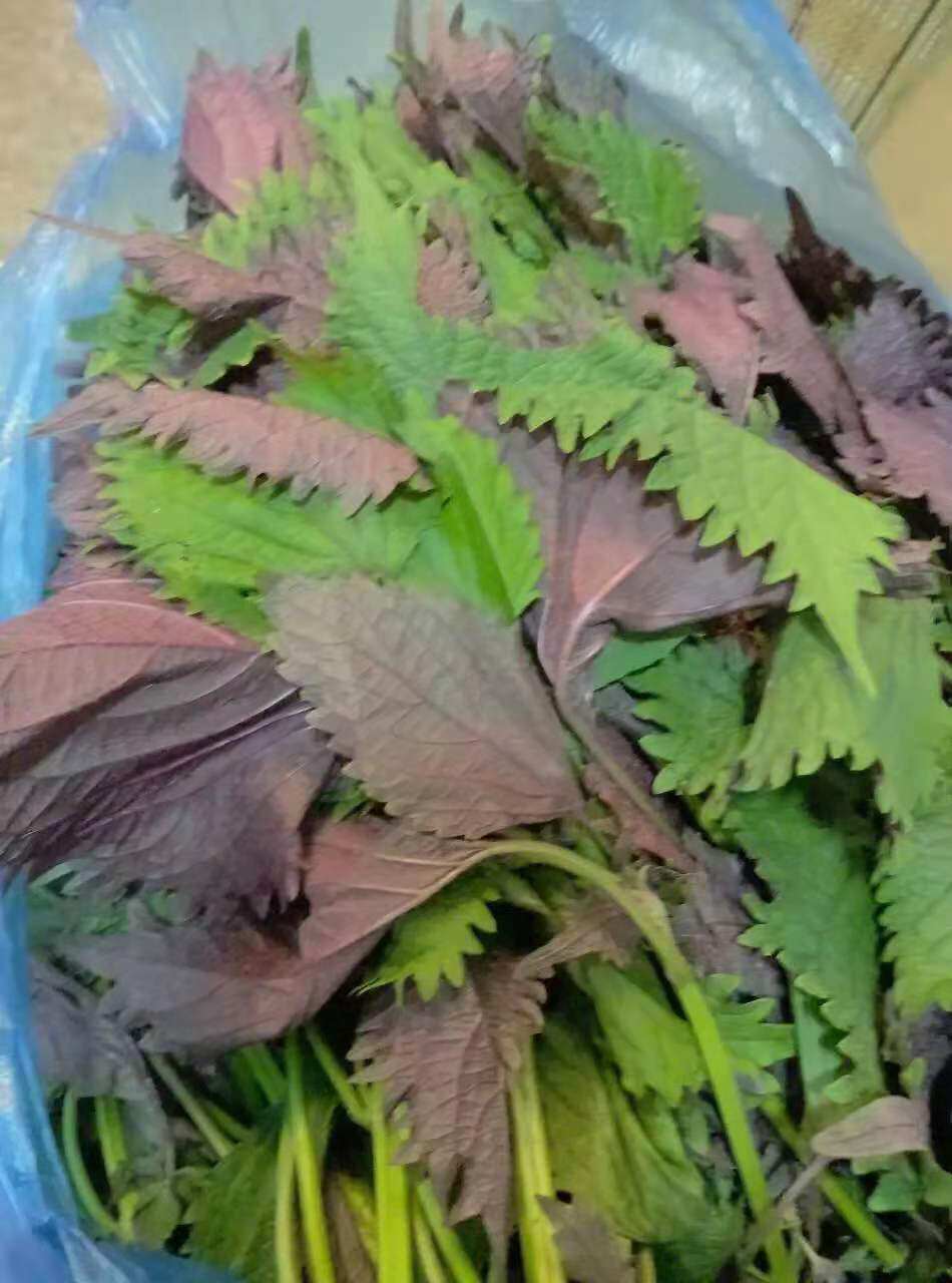 新鲜紫苏叶  去腥  一面紫色一面绿色 500g