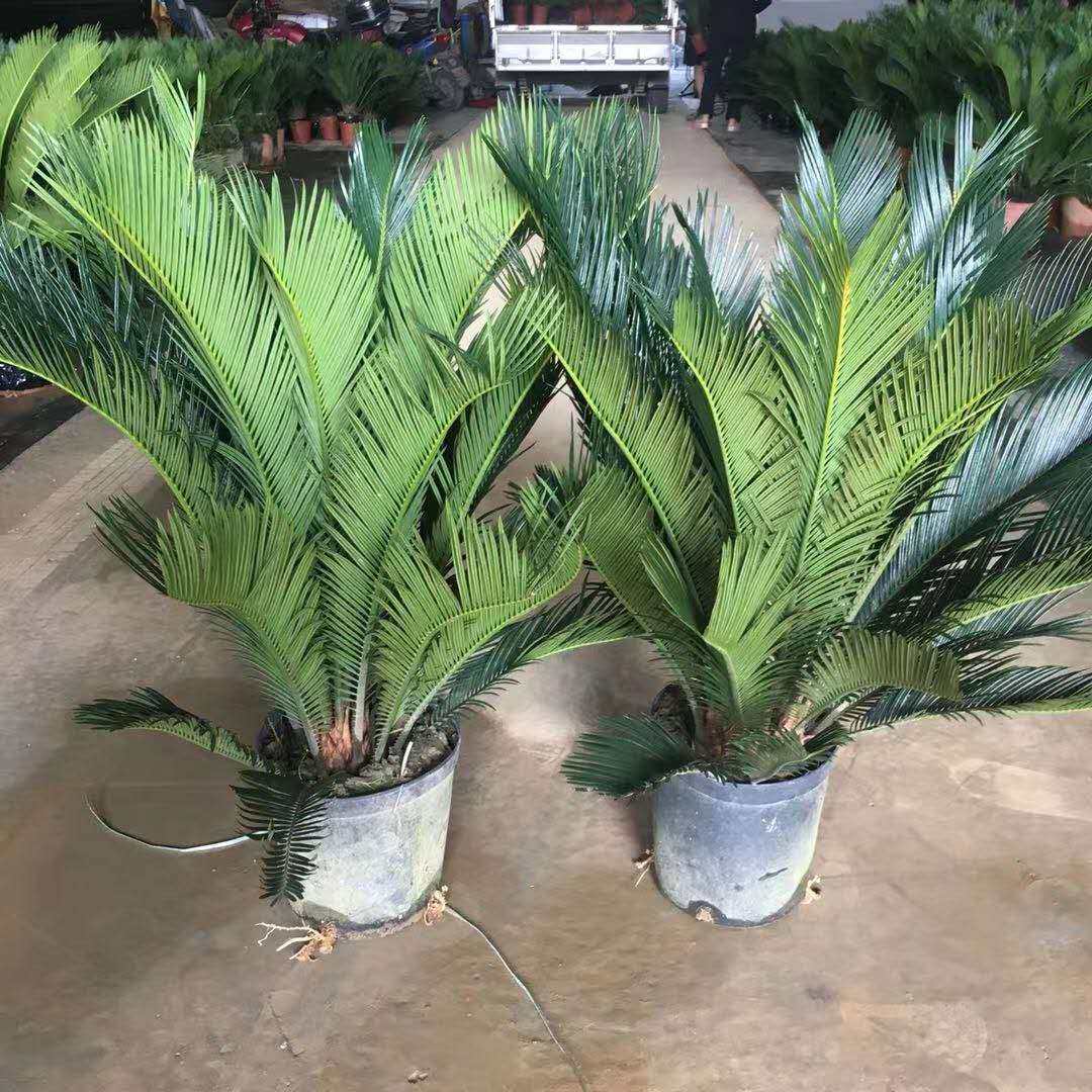 铁树盆栽盆景植物四季常青室外内办公室庭院苏铁耐寒耐热大型绿植