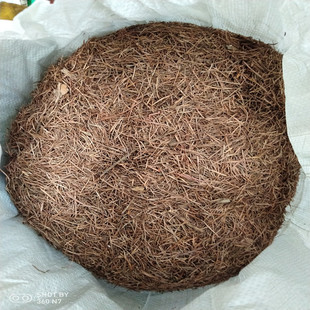 君子兰花下根.培养花籽花苗的东北纯松针土(干的）25元两斤 包邮