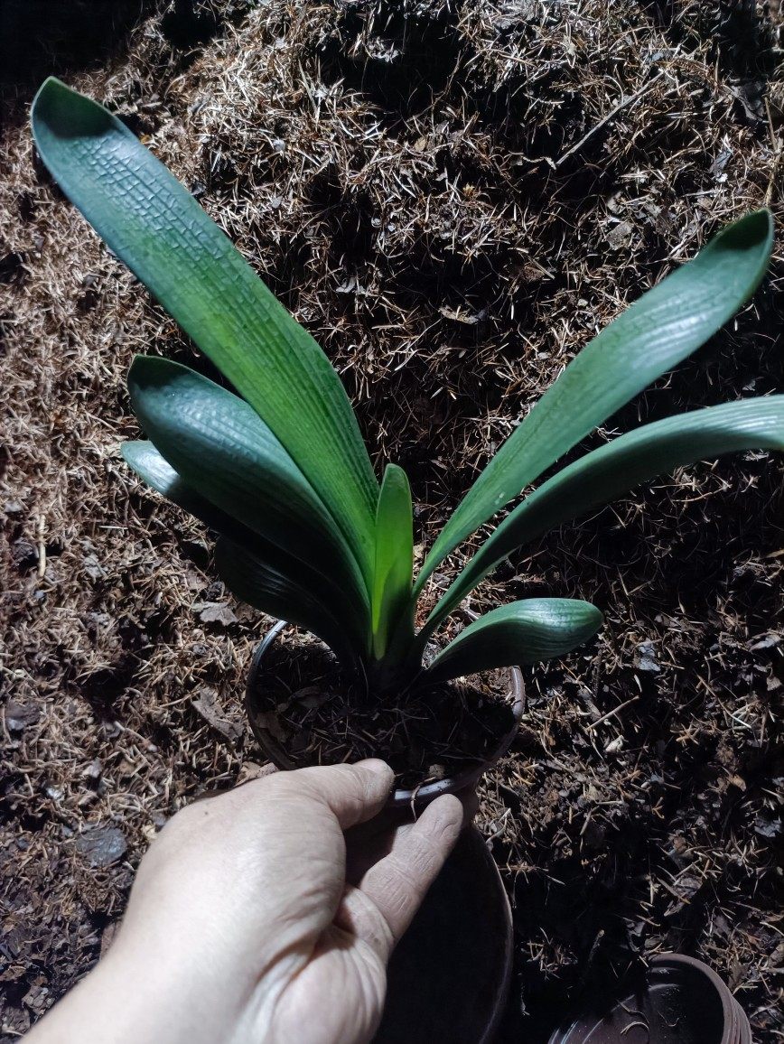 国兰立板油匠2盆25元,6到8片叶2年半生.原盆原土发货!