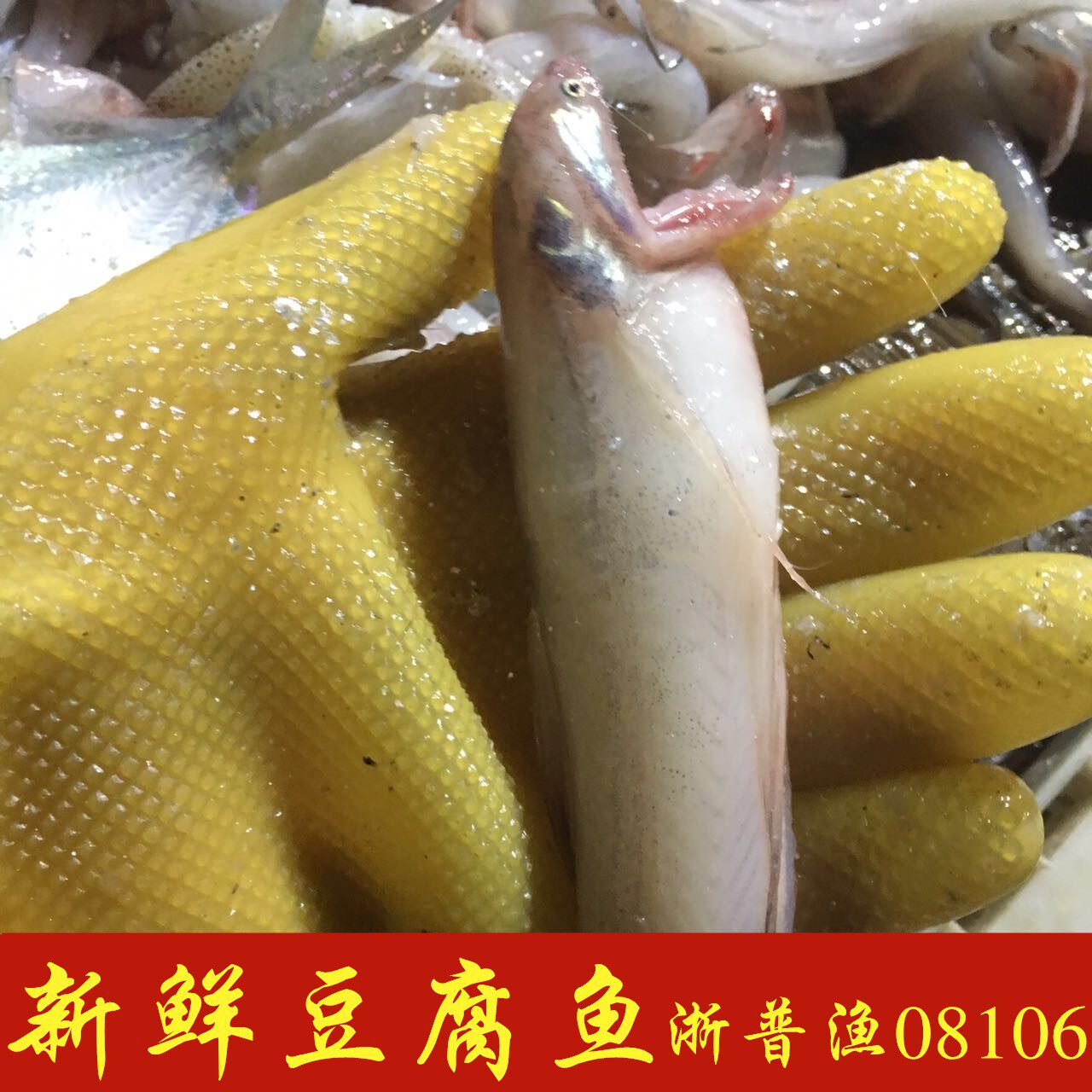 舟山海鲜新鲜特产豆腐鱼 石浦水潺 龙头鱼龙头烤九肚鱼