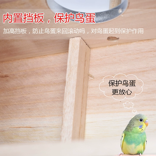 Тигр пион -попугай коробка