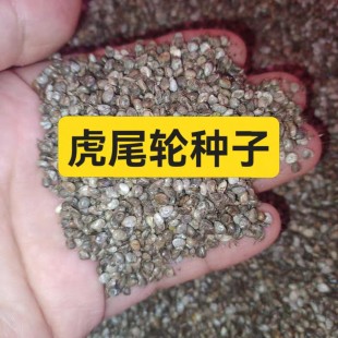 虎尾轮种子，石参根籽，虎尾轮籽 鸟食可种植