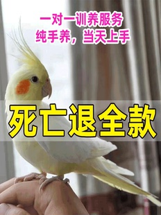 纯手养玄凤鹦鹉活鸟活体雏鸟黄化幼鸟珍珠原始灰白子繁殖说话宠物