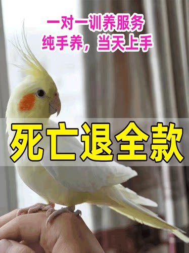 纯手养玄凤鹦鹉活鸟活体雏鸟黄化幼鸟珍珠原始灰白子繁殖说话宠物
