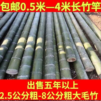 粗竹竿野生老毛竹加粗大竹杆竹子老竹楠竹毛竹大竹子搭架大棚骨架