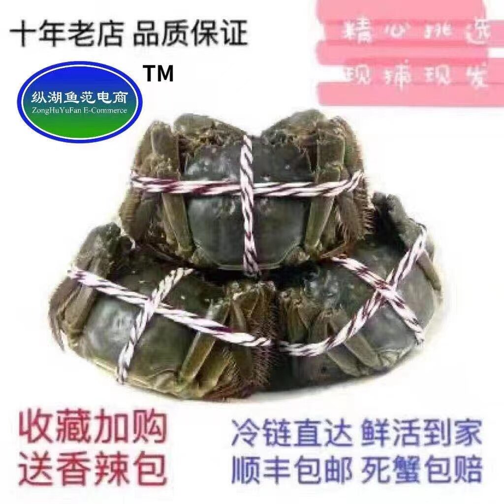 特大超大现货大闸蟹鲜活活蟹7两公蟹5两母蟹10礼盒大纵湖清水湖鲜