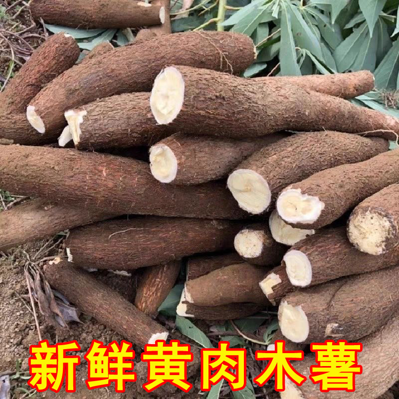 【现挖】新鲜黄肉木薯 广西华南9号黄心鸡蛋木薯带皮粗粮图片