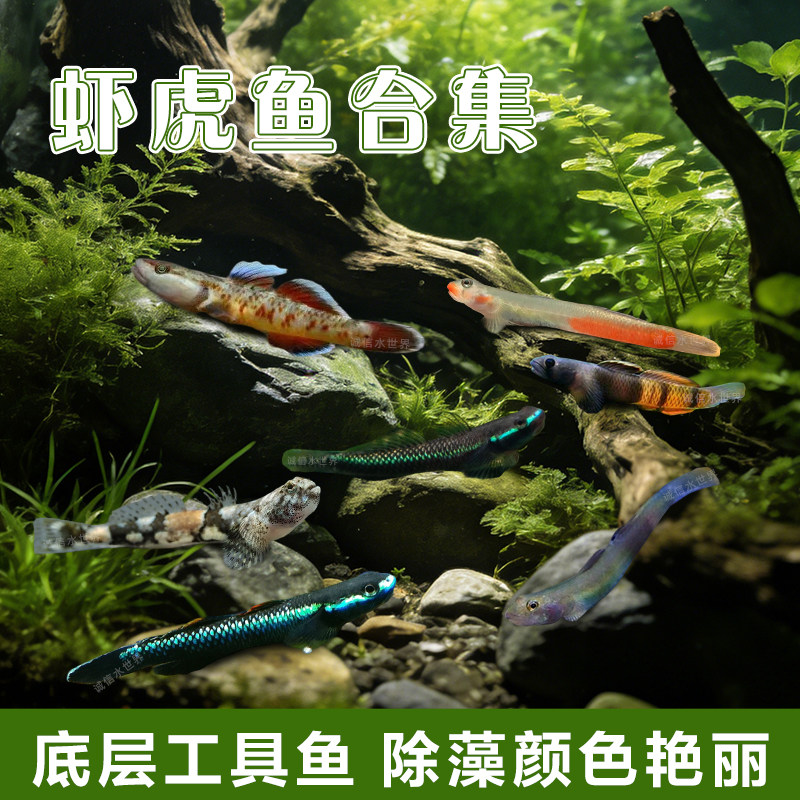 印尼虾虎鱼原生观赏鱼蓝面闪电周氏白面红唇红腰蓝面紫鳍活体鱼