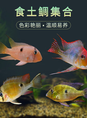 食土鲷红头力钻石藩王淡水热带鱼