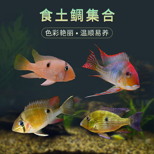 食土鲷红头力钻石藩王淡水热带鱼