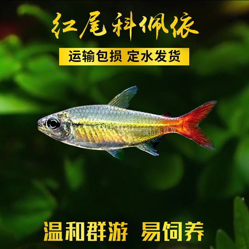 红尾科佩依翠绿南美鱼科配衣稀有高端灯科鱼草缸群游霓虹灯鱼活体