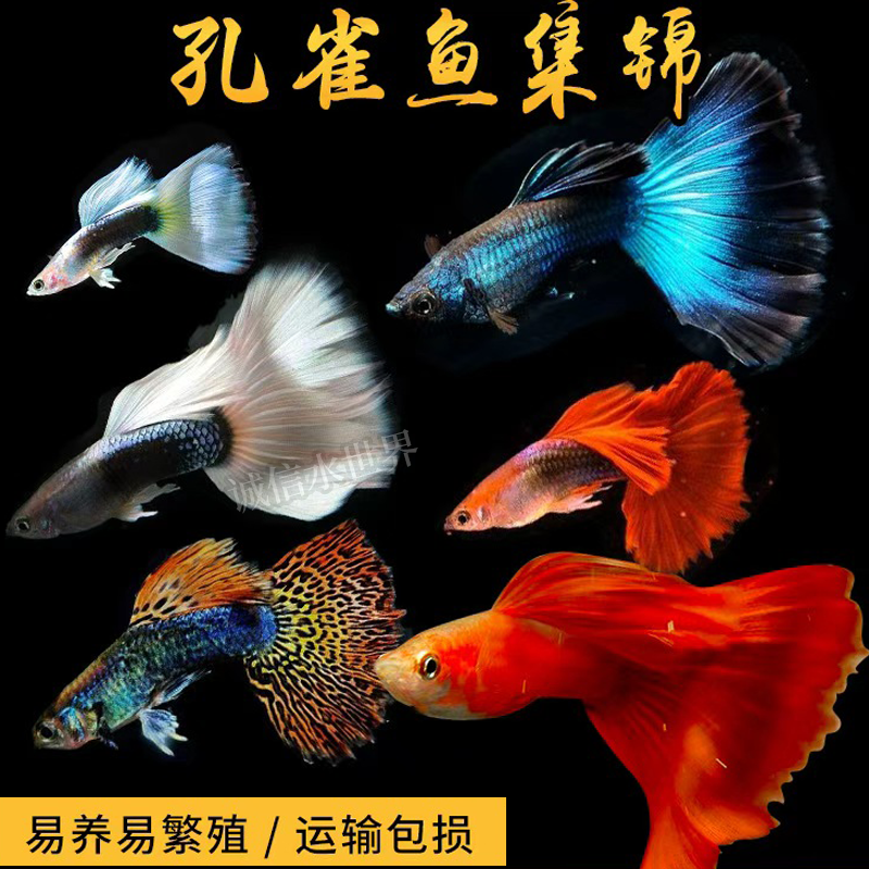 孔雀鱼血红象牙白冰蓝红扇全红胎生易繁殖新手冷水鱼