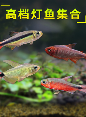 高档灯鱼赤焰绿翡翠蝴蝶凯蒂绯红巧克力蓝钻红梅亚瑟灯彩虹星钻鱼