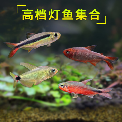 高档灯鱼赤焰绿翡翠蝴蝶凯蒂绯红巧克力蓝钻红梅亚瑟灯彩虹星钻鱼