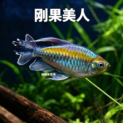 刚果美人热带鱼观赏鱼电光石美人鱼蓝美人红绿灯活体鱼群游鱼热带